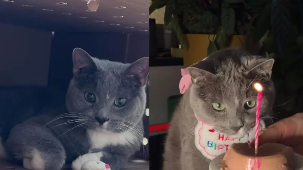 Deaf Rescue Cat Finds Home After Owner’s Passing