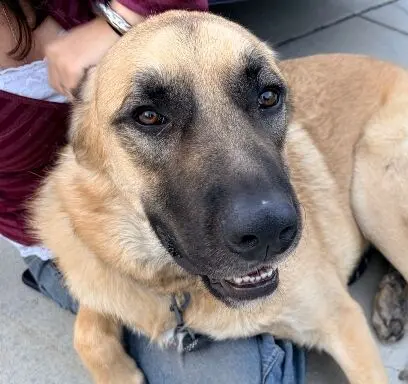 Deaf Rescue Dog Piccolo Seeks Loving Forever Home in California