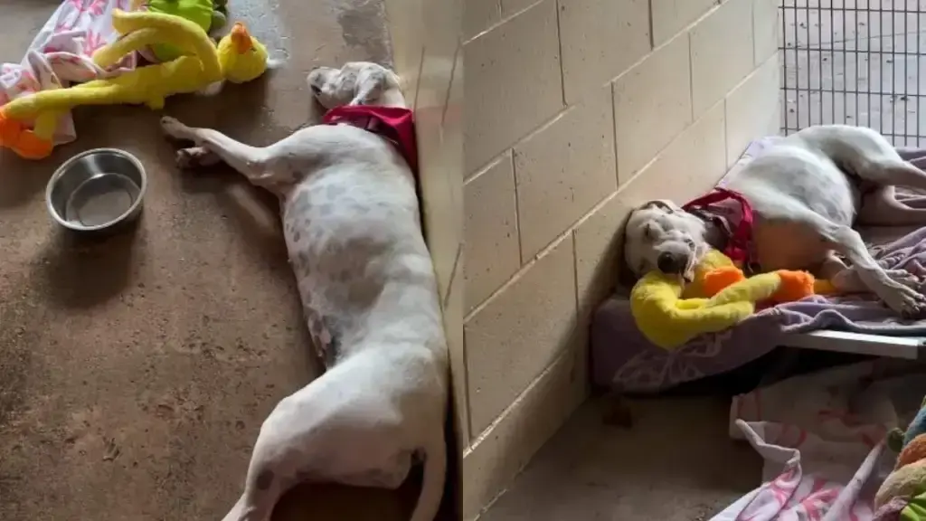 Deaf Shelter Puppy Finds Comfort in Toy Gift From Volunteer