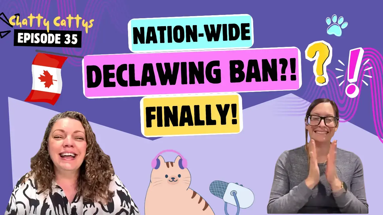 Declawing Bans, Vegan Cats, and Pre-Internet Pet Myths – Chatty Cattys Episode 35
