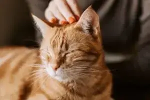 Decoding Your Cat’s Hidden Affection After You Return Home