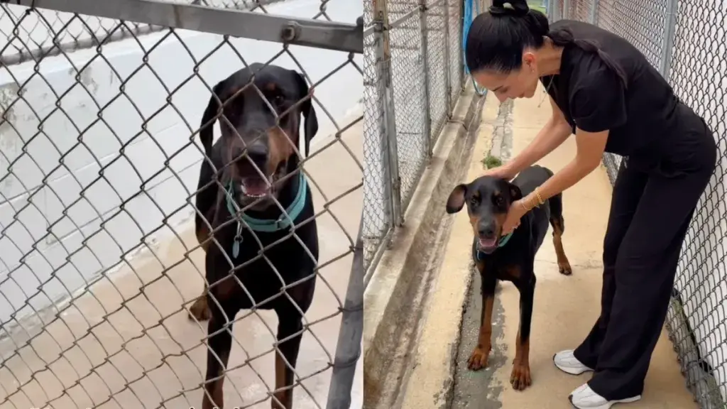 Rescue Doberman Asher Finds Perfect Fit With New Family