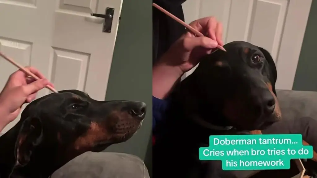 Doberman Zeus Prioritizes Cuddles Over His Owner’s Academic Success