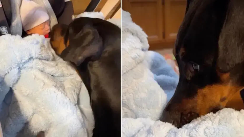 Doberman's Gentle First Meeting With Newborn Brother Melts Hearts