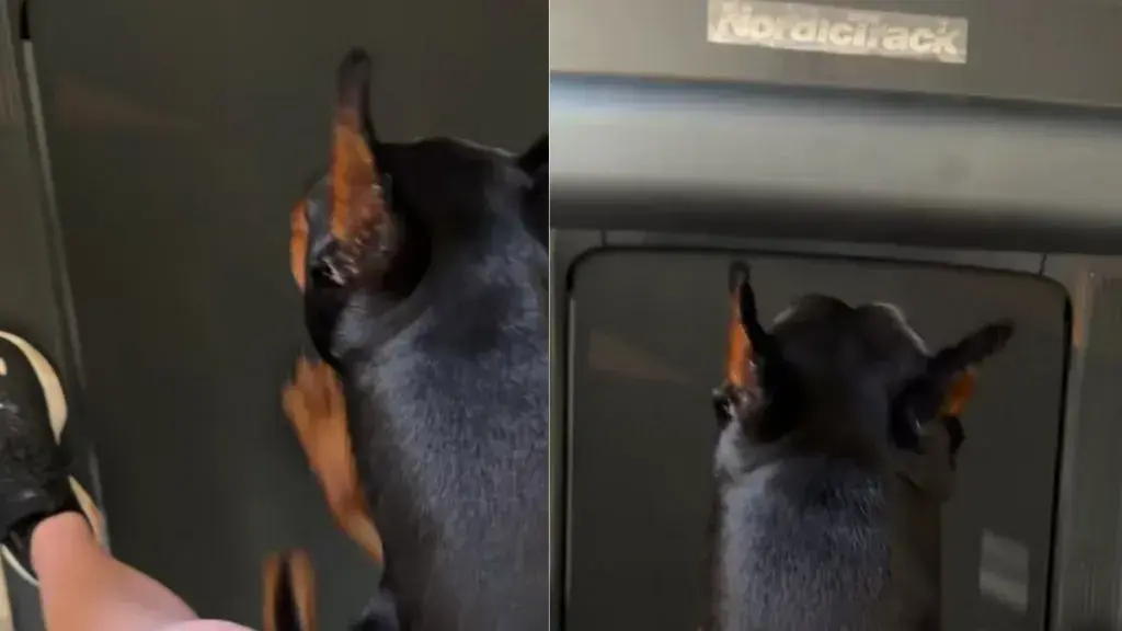 Doberman's Hilarious Treadmill Workout Steals the Internet Spotlight