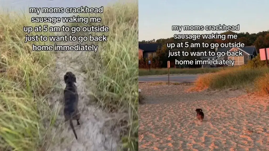 Dog Changes Mind Instantly After Early Morning Outing