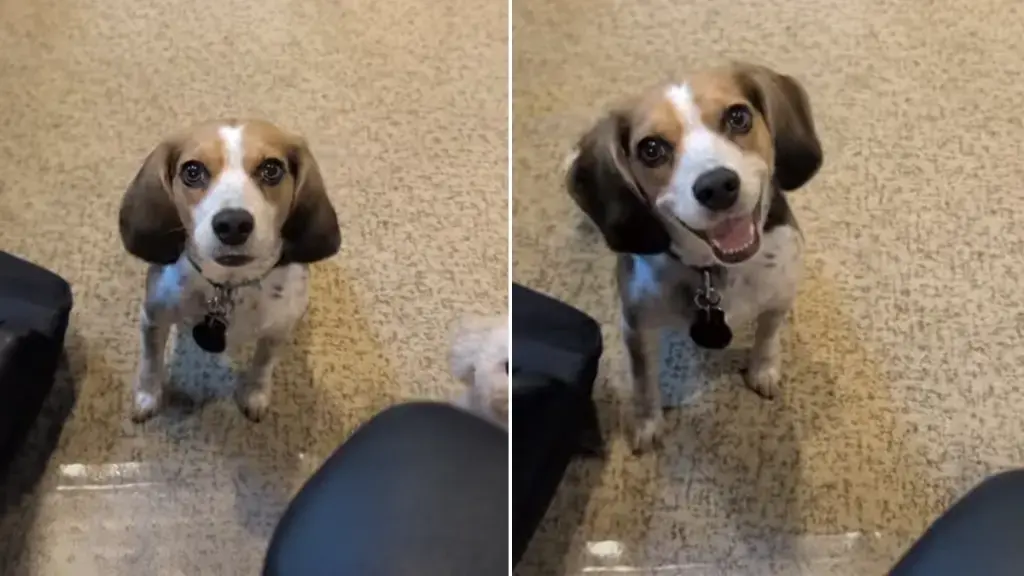 Dog Demands Attention During Dad’s Remote Work Session