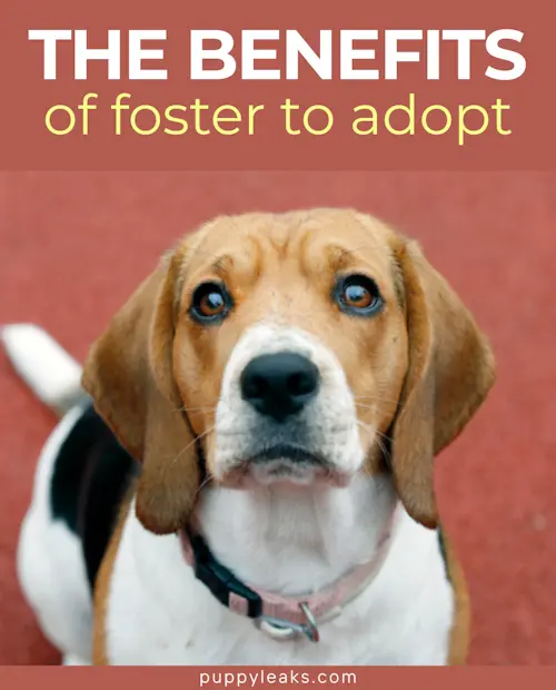 A Trial Period for Potential Pet Owners