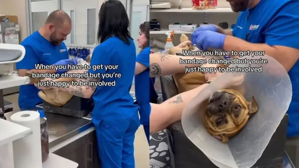 Dog Gets a Bandage Change At the Vet but Seems Far More Interested in Getting Belly Rubs
