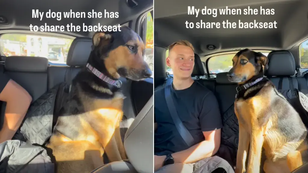 Dog Gives Side-Eye to Human Sharing Her Backseat Seat