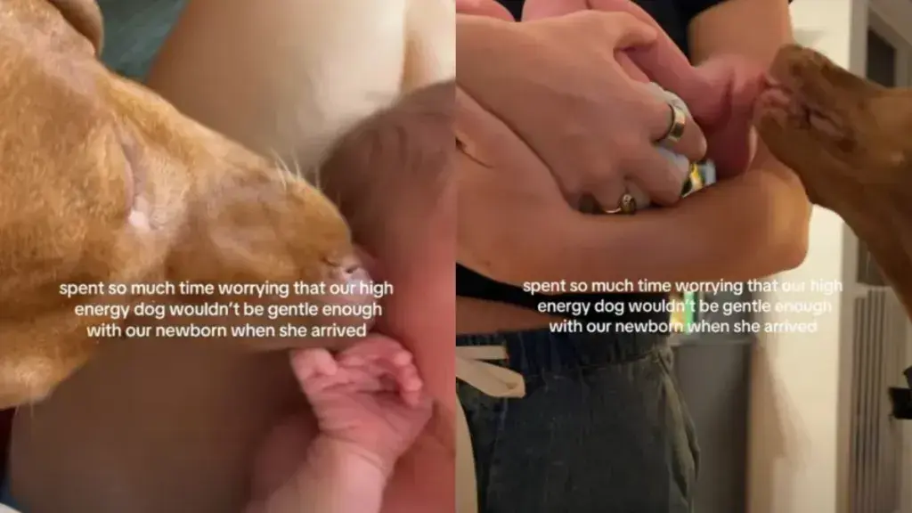 Dog Greets Newborn with Tender Nuzzle, Easing Mom's Worries About Energetic Vizsla