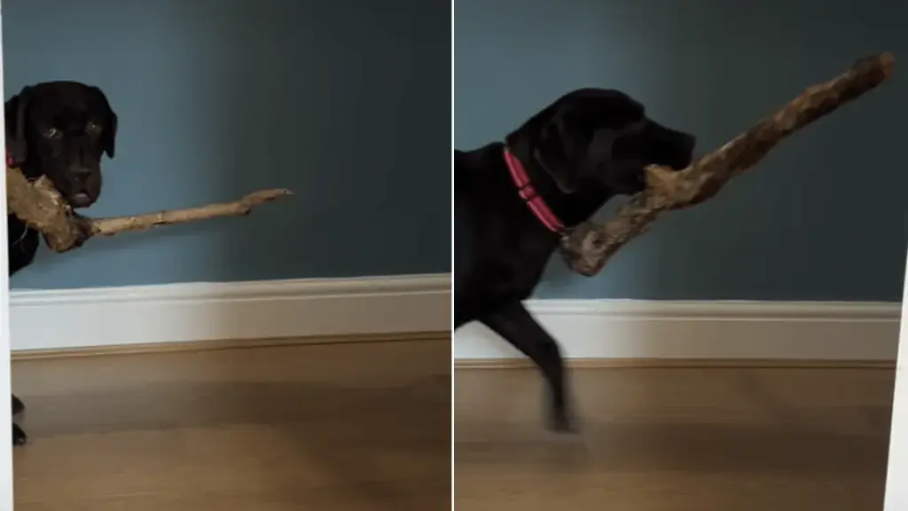 Dog Ignores No-Stick Rule to Interrupt Owner’s Work