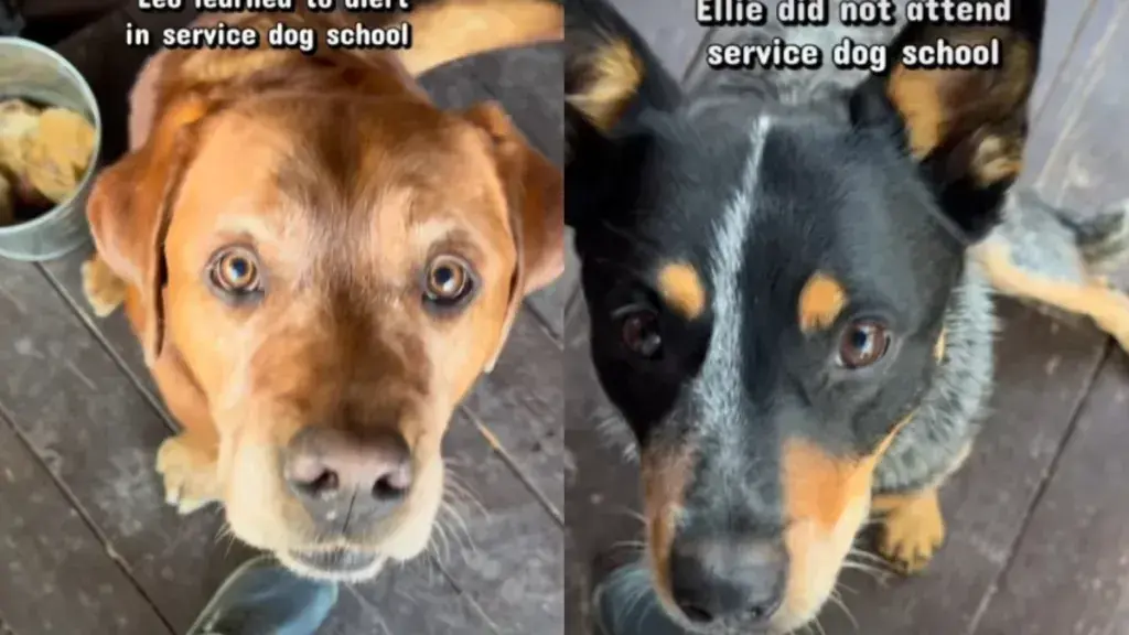 Dog Learns Alert Behavior from Brother for Treat Rewards