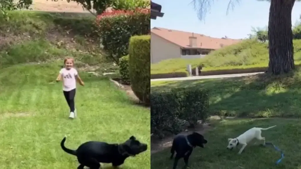 Dog Learns to Play Gentle With New Puppy in Santa Clarita Backyard