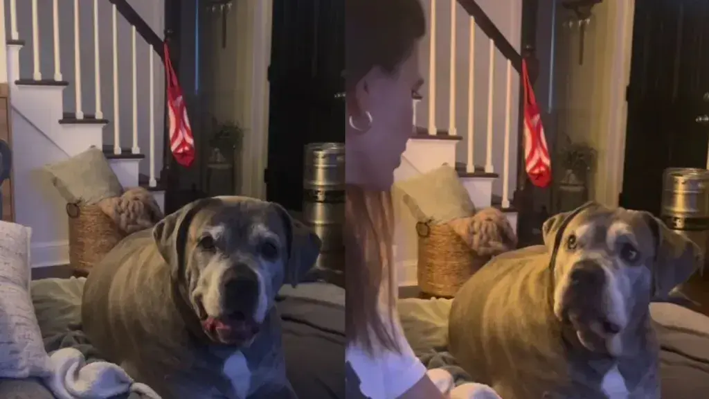 Dog Owner Playfully Questions Pet About Possible Girlfriend