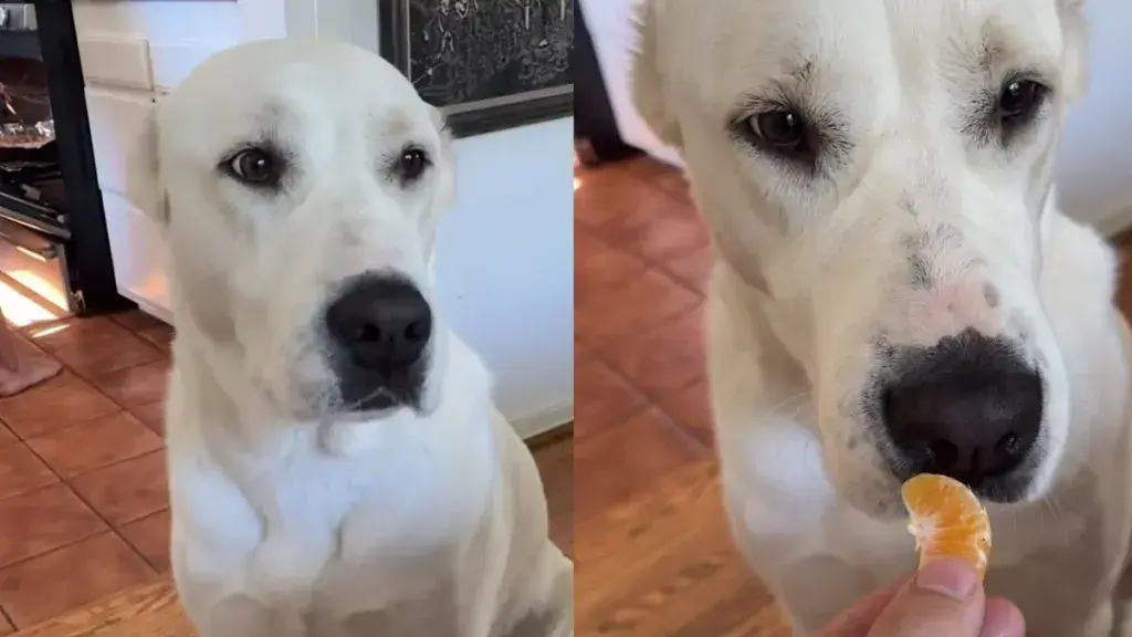 Dog Refuses Fake Bacon, Proving She Knows Exactly What She Wants