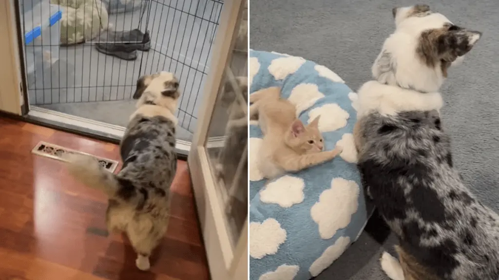 Dog Named Rey Embraces Role of Kitten Mother With Devotion