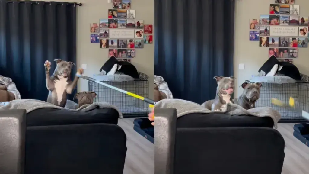 Dog Sibling Rivalry Played Out in Viral Instagram Video