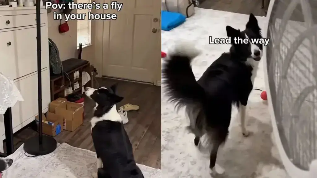 Dog Spots a House Fly and Immediately Assigns Mom the Task of Catching It
