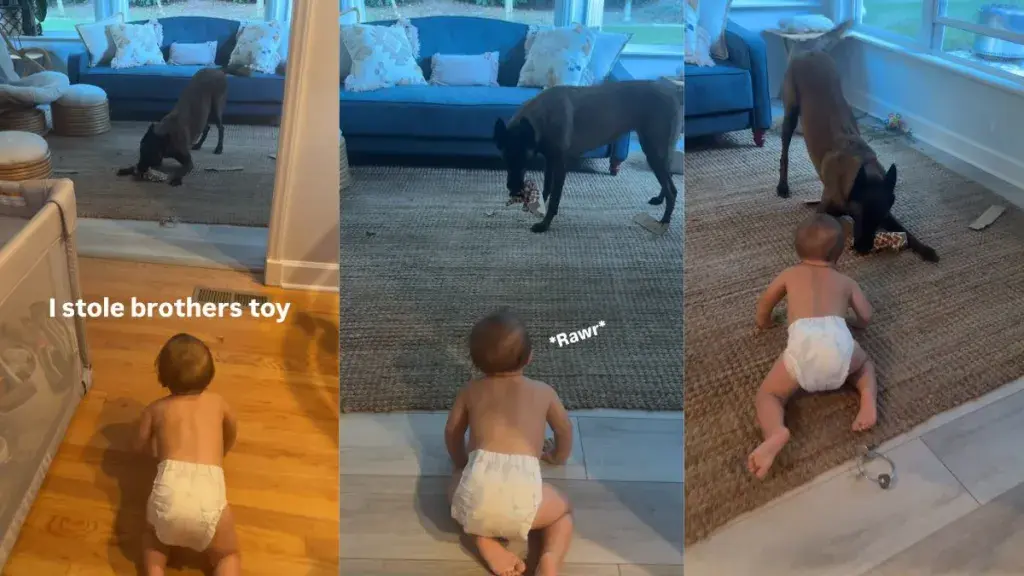 Dog Nabs Baby’s Toy, Yet Their Bond Remains Unshaken