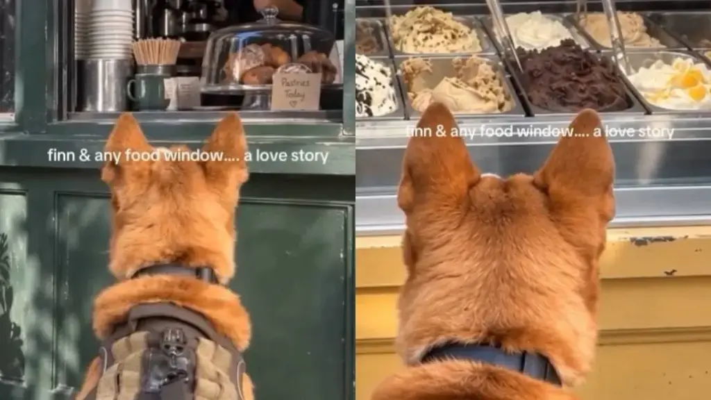 Dog Stops at Every Window That Has Food on Display