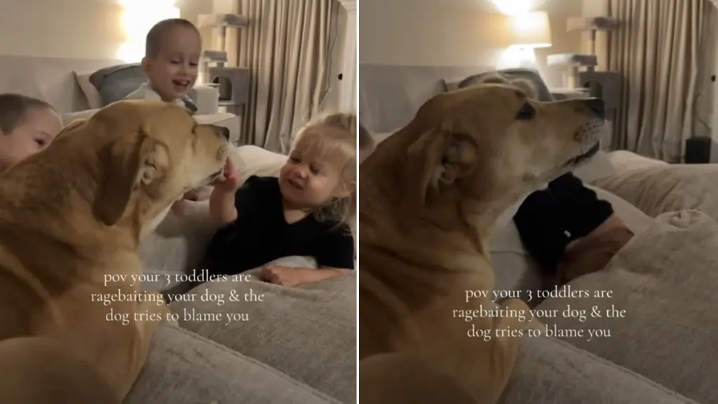 Dog Talks Back as Toddlers Tease Her — Mom Is Clearly Getting Blamed for the Whole Thing