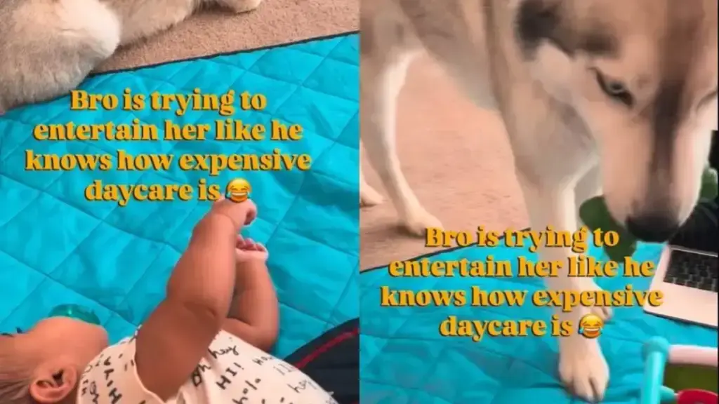 Dog Tries to Entertain an Unimpressed Tiny Human Like He Knows What Daycare Costs
