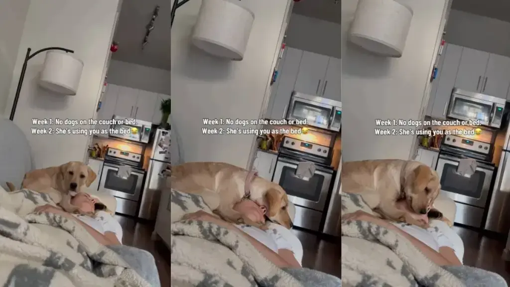 Dog Turns Human Into Mattress After Bed‑Sleeping Struggle
