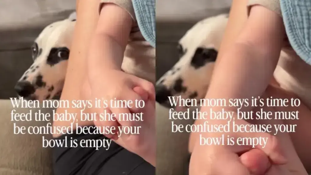 Dog Watches Baby Feeding With Confused Expression as Own Bowl Stays Empty