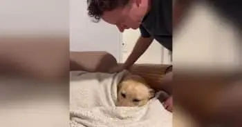 Dog Who Couldn’t Guide Finds New Comfort in Nightly Routine