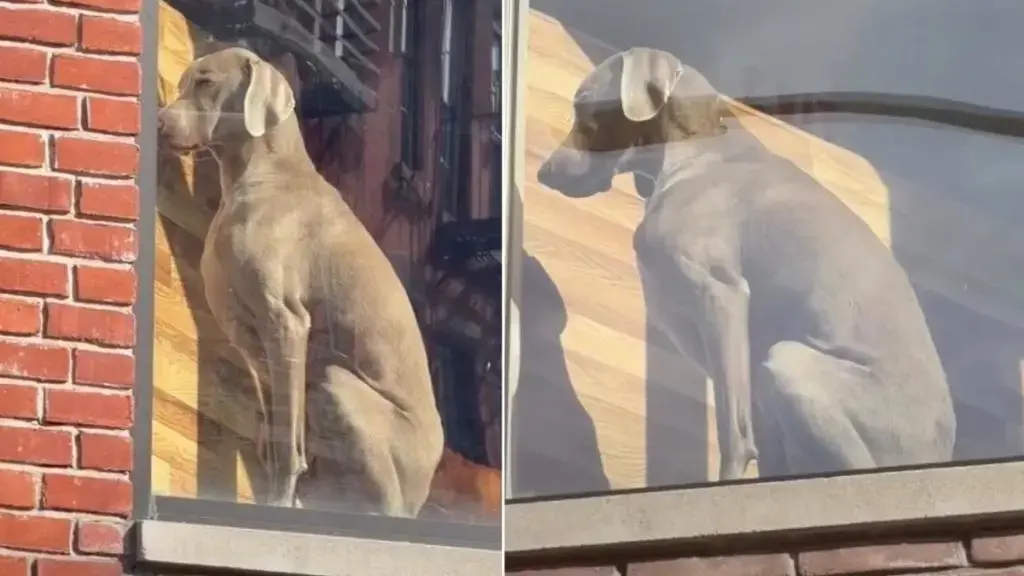 Dog's Face Says He Should Have Checked the Guest List Before Saying Yes