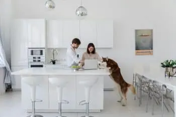 Dogs Turn Everyday Tasks Into Their Own Comedy Show