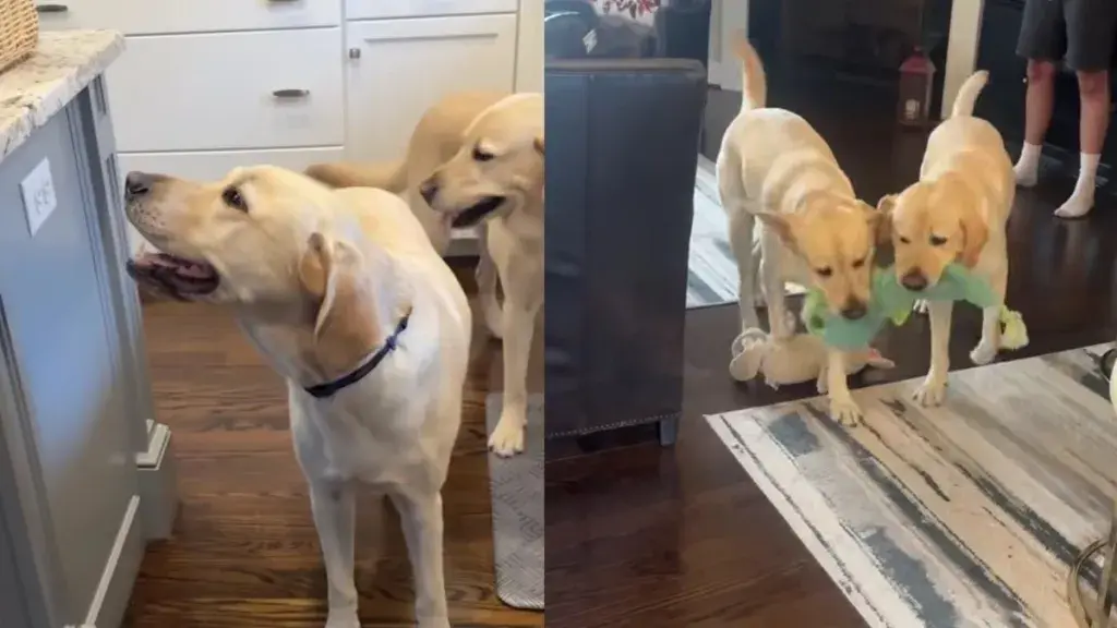 Two Dog Brothers Reunite After Years Apart in Emotional Connecticut Moment