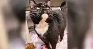 Dolly Purrton: A 136‑Day Wait for a New Home