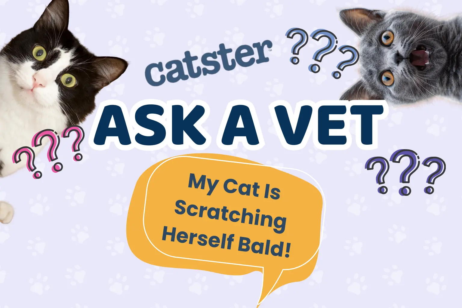 Dr. Paola Explains Why Your Cat Scratches Its Head Bald