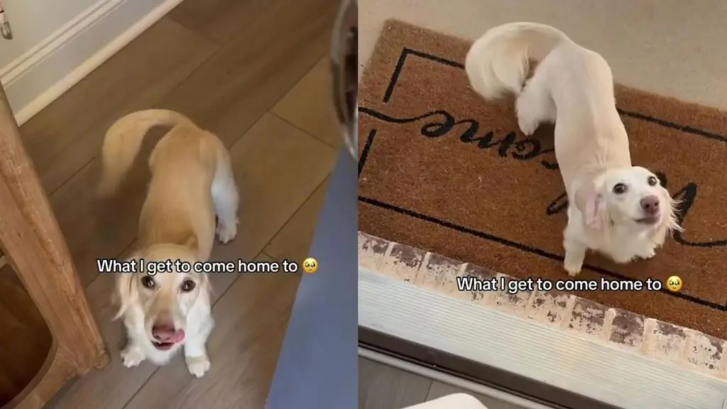 Dog’s Return Home Turns Into a Daily Celebration