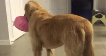 Family Adopts Foster Golden Retriever Despite Vet Warning