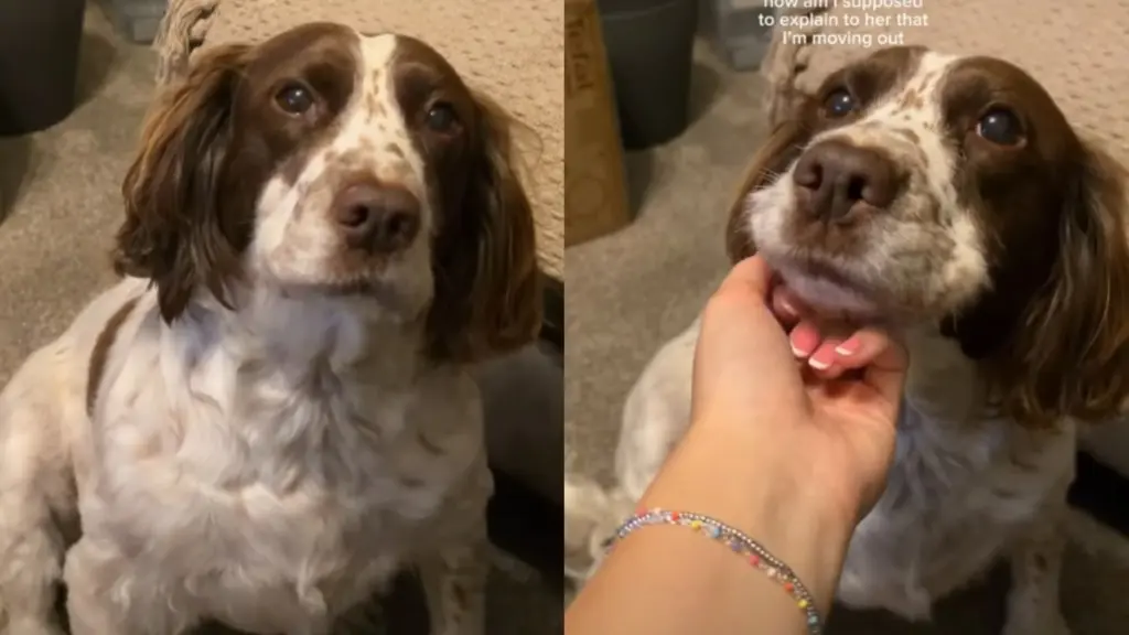 Dog Gazes Up as Her Human Prepares to Move Out — That Little Face Makes Leaving So Hard