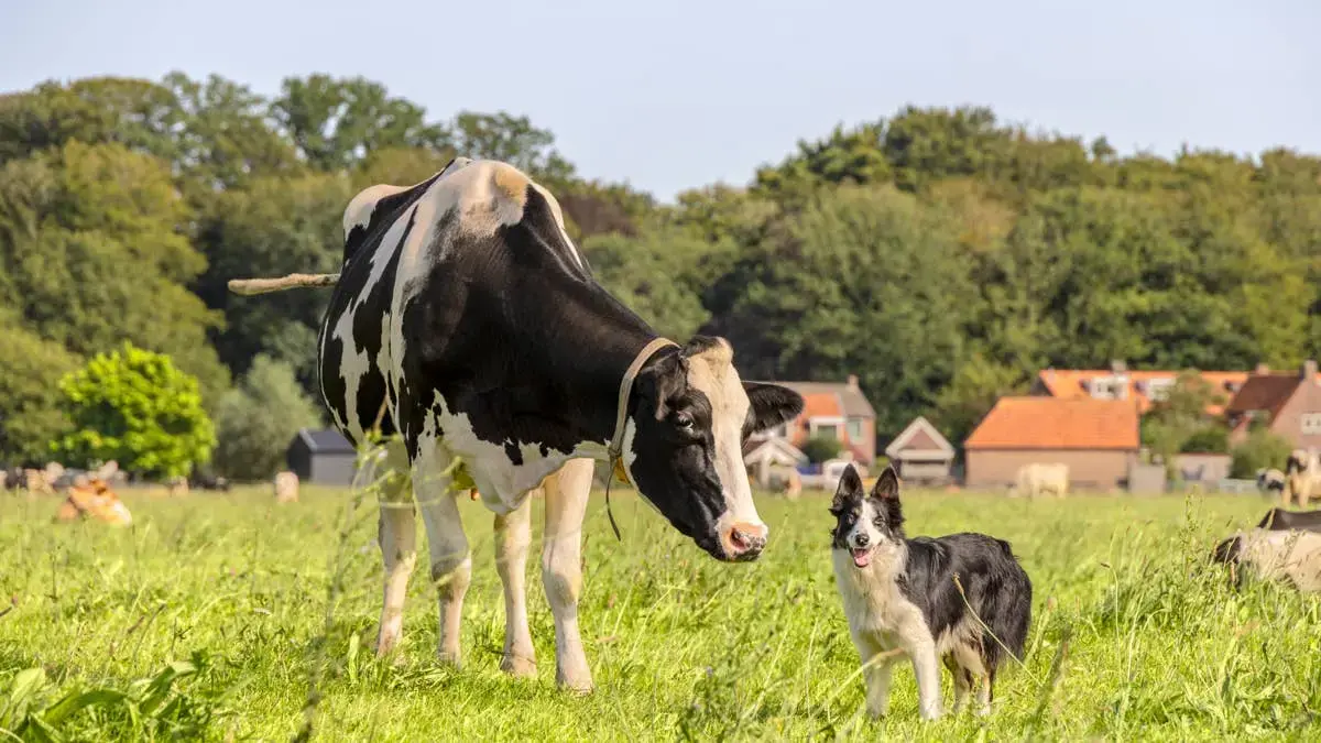 Farm Dog and Cow Share Playful Rough‑housing Moment