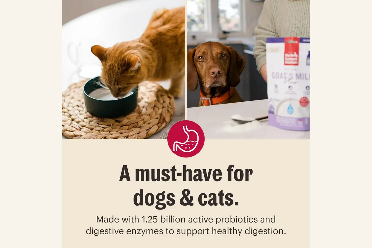Feeding Picky Dogs: What Actually Works