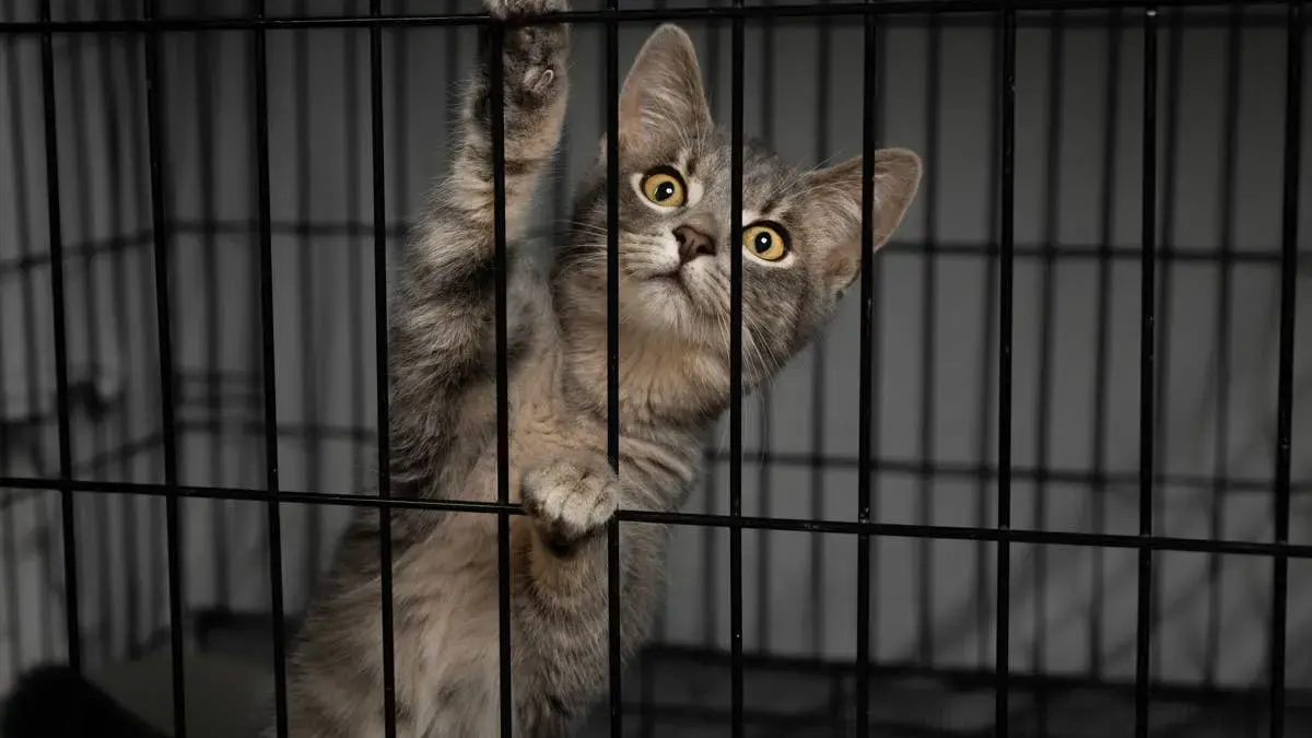 Feisty Shelter Kitten Stages Dramatic Cage Escape Attempt