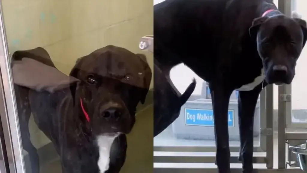 Fendi, a seventy-pound brindle dog, spends her days crouched in the corner of a shelter kennel