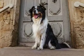 Dogs Reveal Their Unwavering Loyalty in Everyday Moments