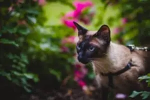 15 Cat Breeds Known for Their Mischievous Behavior