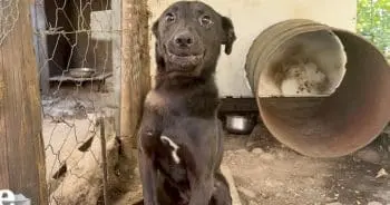 Old Chain Dog Turns Out to Be a Beloved Family Pet