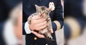 Firefighters Rescue Kitten During 9/11 Memorial