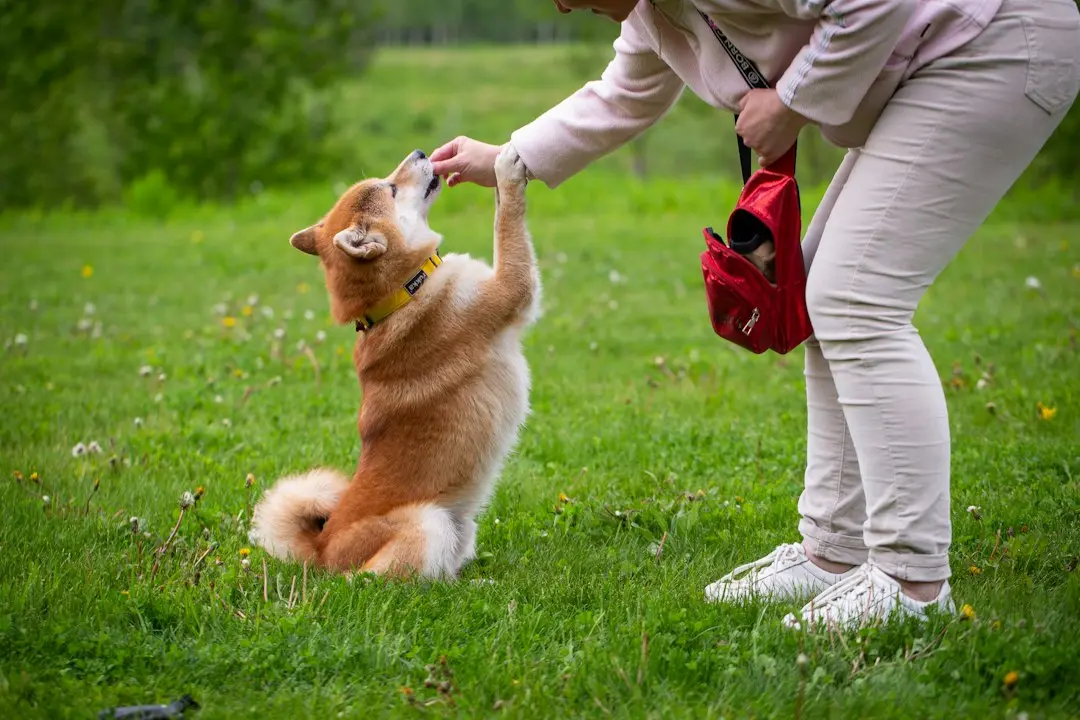 Fireworks Desensitization for Dogs: Training Without Overwhelming Them