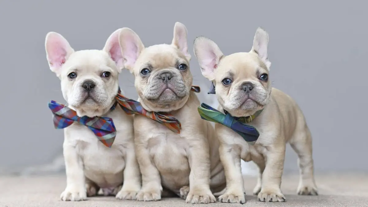 Florida Deputies Rescue French Bulldog Litter Using Simple Tool After House Fire