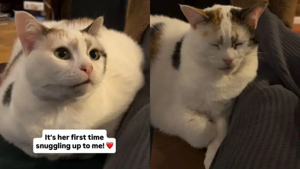 Foster Cat Breaks Three-Week Silence to Cuddle With Owner