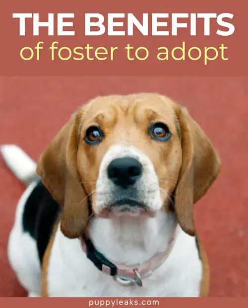 Fostering to Adopt: A Smart Way to Bring Home a Dog